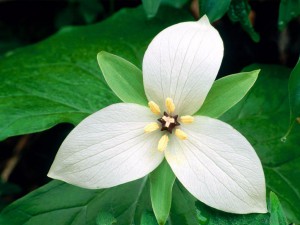 trillium